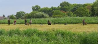 Training f�r die jungen Hunde in der Gruppe