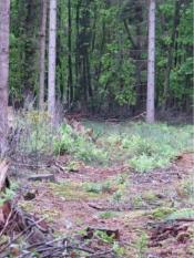 Voran auf der Waldstrecke
