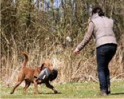 Lui retrieves a goose
