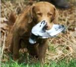 Lui with a pidgeon - in the Scurry competition
