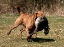 Beaver retrieves a goose