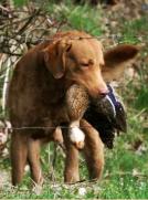 Beaver with a duck - in the Scurry competition