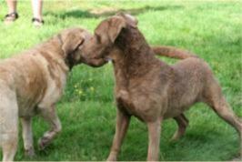 Samtess and Buddy 