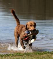 Retrieve of a duck