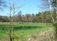 5. Die Wiese, hinten der Graben, dahinter das Maisfeld