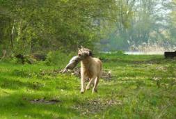 Retrieve von der Schleppe / Back from Trialing