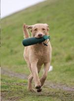 Schneller Retrieve / Fast Delivery