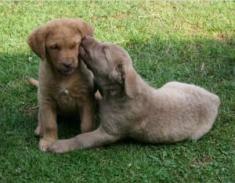 Bentley and Samtess