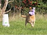 Der lila Laune Hase muss gebracht werden