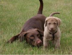 Bosco und Samtess, 2006