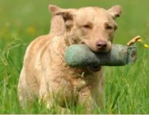 Buddy (Arnac Bay Wantuck) Ganzbild