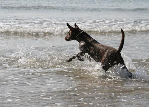 Buddy (Arnac Bay Wantuck) Ganzbild