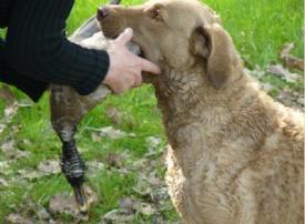 Buddy bringt den Fasan