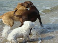 Buddy (Arnac Bay Wantuck) Ganzbild