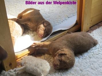 Samtess im Gegenlicht
