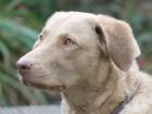 Buddy (Head)