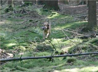 Hundefamilie / Dogs' Family